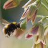 Bee on Honey Lily.jpg. Keywords: Andy Morley;??????????????????????????????????